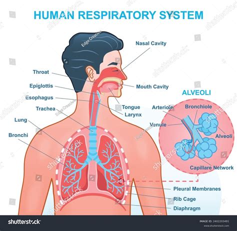 Human Respiratory System Anatomy Medical Infographics Stock Vector (Royalty Free) 2402203491 ... - anatomy of respiratory system in poultry