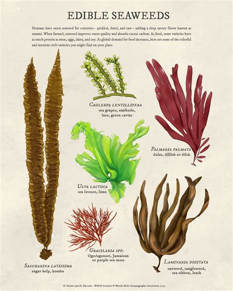 Different Types Of Ocean Plants
