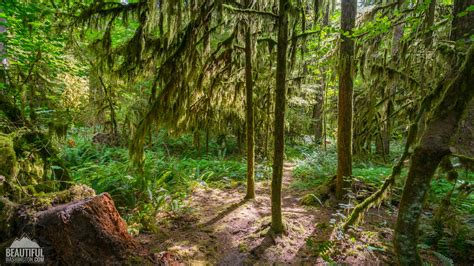 Iron Creek Campground of the Gifford Pinchot National Forest