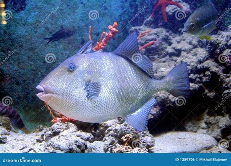 Grey Triggerfish 3 stock photo. Image of grey, water, aquarium - 1359706
