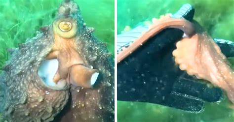 Image result for Octopus Solves Problem