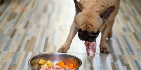 Dog Won't Eat Out Of Bowl – Here Are 7 Reasons Why