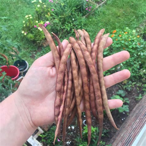 Scarlett Pink Eyed Peas : r/gardening