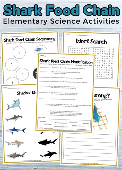 Ocean Food Chain Worksheet