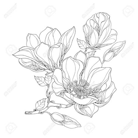 Magnolia Drawing at GetDrawings | Free download