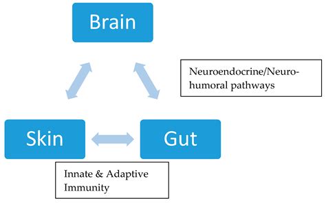 Perspective: Stabilizing the Microbiome Skin-Gut-Brain Axis with ...
