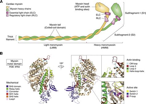 Cardiac myosin contraction and mechanotransduction in health and ...