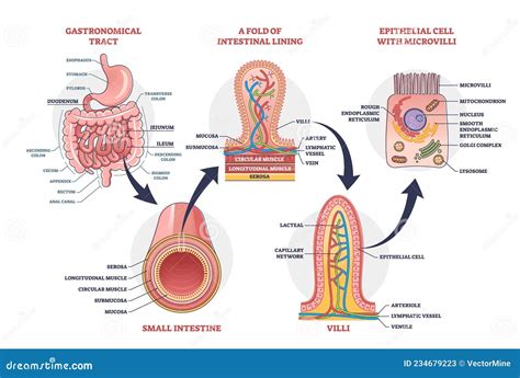 Small Intestine with Scientific Gastrointestinal Structure Outline ...
