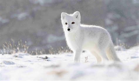 15 Majestic Animals of the Arctic - Facts.net