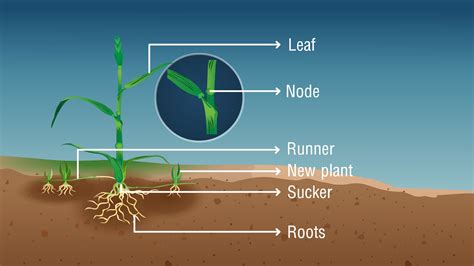 Runner Plant 的图像结果