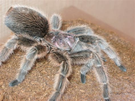 Rose Hair Tarantula Baby