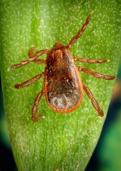 Tick | Description, Bite, Diseases, Life Cycle, Prevention, & Facts ...