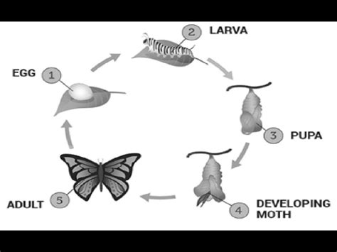 explain the life cycle of a silkworn support your answer with a diagram ...