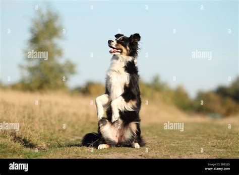 Border Collie Trick Training 的图像结果