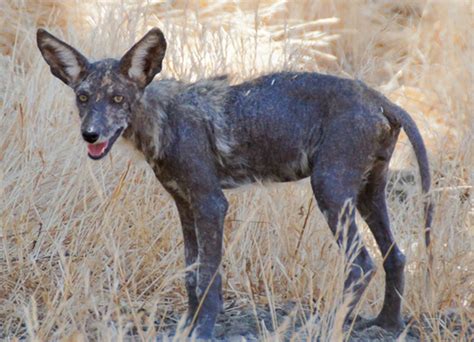 Is the Chupacabra a Mangy Coyote or Raccoon? Texas A&M Professor Weighs In