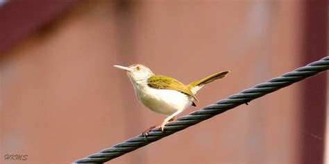 10. Common Tailorbird (ಸಿಂಪಿಗ - Sampinga)