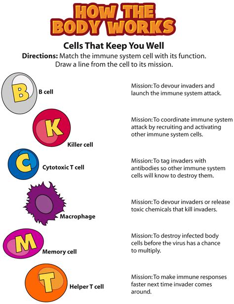 06.08 health and the immune system