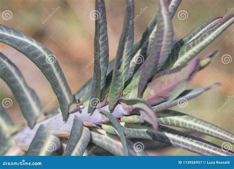 Euphorbia Lathyris Gopher Spurge Green Plant Stock Image - Image of garden, natural: 113926957