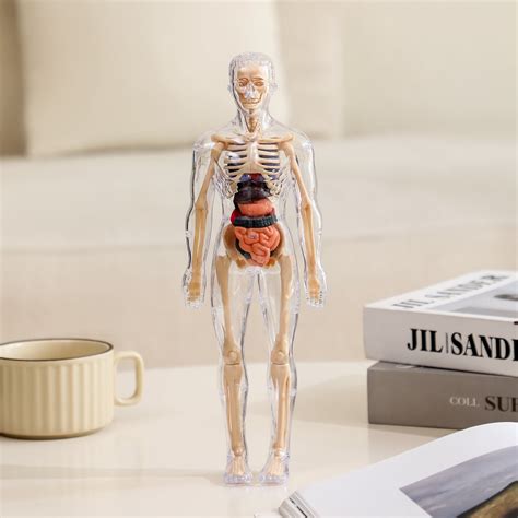 Buy Clear Human Body Structure Model Online in India