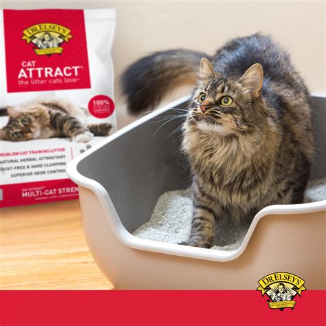 Diy Cat Litter Attractant at Irene Troyer blog