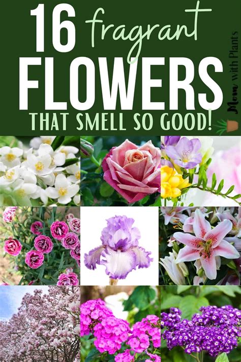 Best Smelling Flowers - momwithplants.com