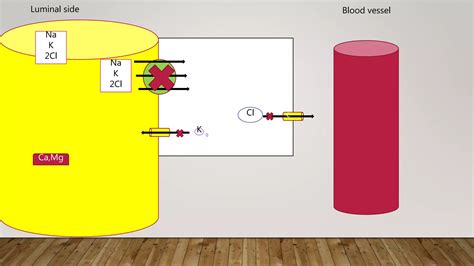 Loop Diuretics How They Work 的图像结果
