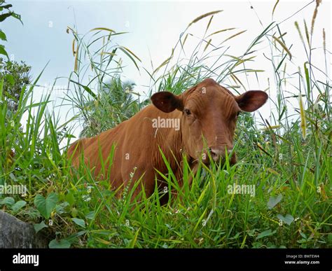 cattle cow cows bovid bovidae domestic domesticated farm farms farming ...