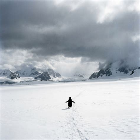 The Nihilist Penguin | A Tribute to the Deranged
