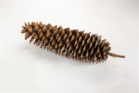 Types Of Pine Cones