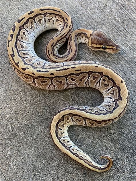 Image result for Ball Python for Sale