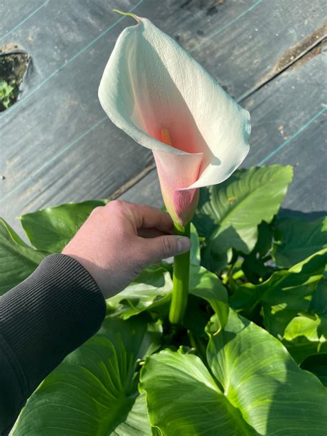 Calla Lily Flower Bouquets: A Guide to Elegance and Symbolism - Arum ...