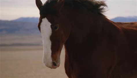 Budweiser Dog Commercial 的图像结果