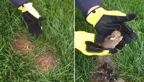 How Do You Get Rid Of A Bunny Nest at Willie Simpson blog