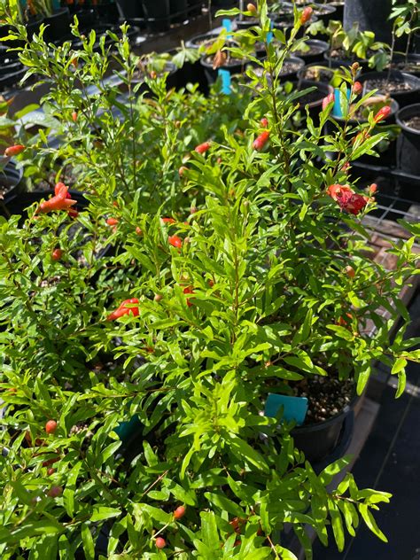 POMEGRANATE 'Dwarf' --Punica granatum v. nana-- - Plant Delivery - Lone ...