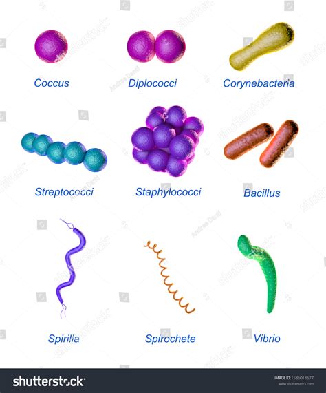 Image result for Classification of Bacteria