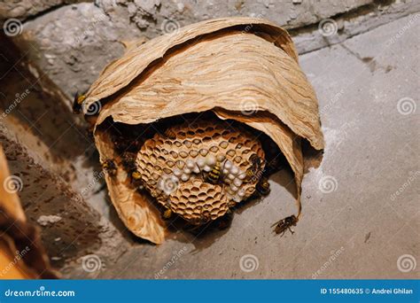 Nest of European Hornets Vespa Crabro Stock Image - Image of bees ...