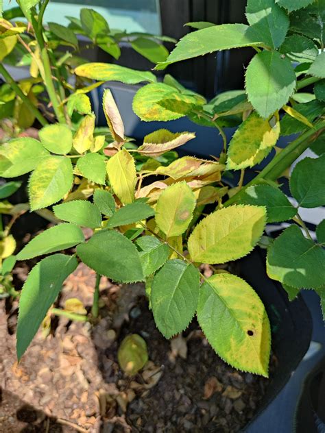 Rose leaves yellowing quickly : r/plantclinic