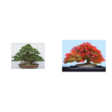Creative Farmer Fig Beautiful Banyan Bonsai Suitable Tree - (10 Seeds ...