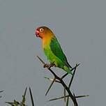 Image result for Inseparable De Fischer