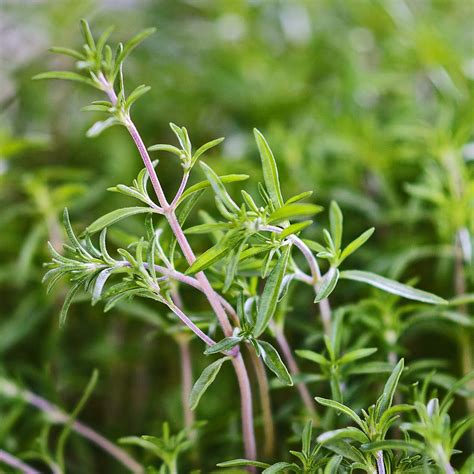 Summer Savory Plant - Plant Corz