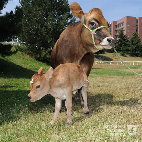 Miniature Jersey Cattle