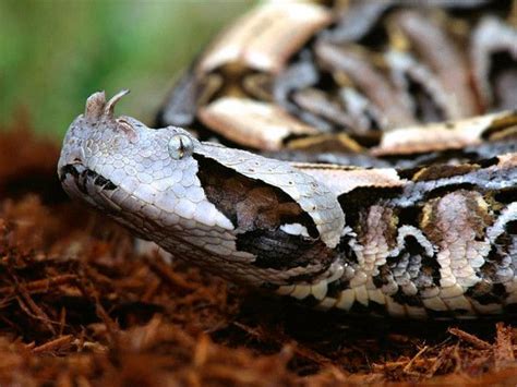 Gaboon Viper Snake Bite 的图像结果
