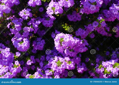 Top View of a Group of Lavender Colored Flowers Stock Image - Image of ...