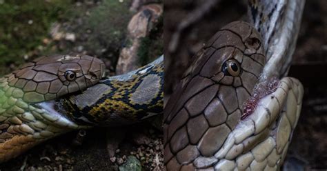 Python Kills Cobra 的图像结果