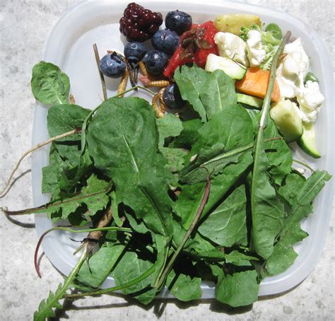 Image result for Snapping Turtle Food