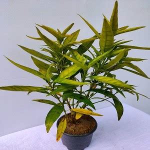 APRIX Shy Plant Price in India - Buy APRIX Shy Plant online at Flipkart.com