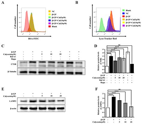 Molecular Mechanism of Calycosin Inhibited Vascular Calcification