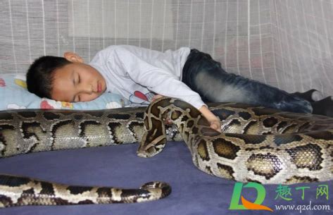 蛇睡到人床上怎么回事-蛇会主动咬熟睡的人吗-趣丁网
