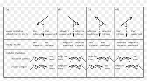 Equiangular Compass 的图像结果
