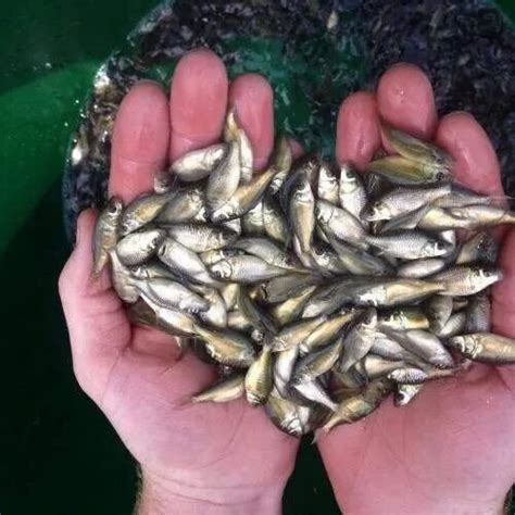 Amur Carp Fish Seed Manufacturer, Supplier from Sitamarhi